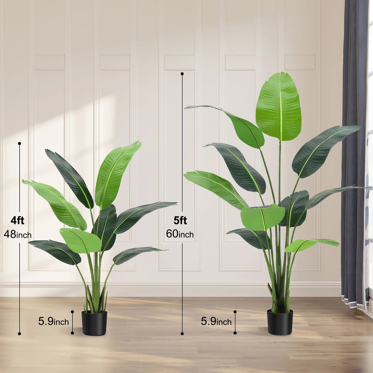 Bird of Paradise Plant for Indoor House