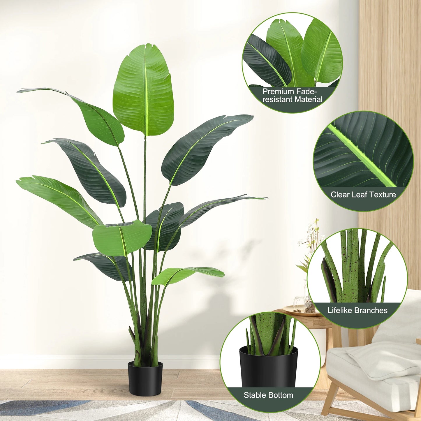 Bird of Paradise Plant for Indoor House