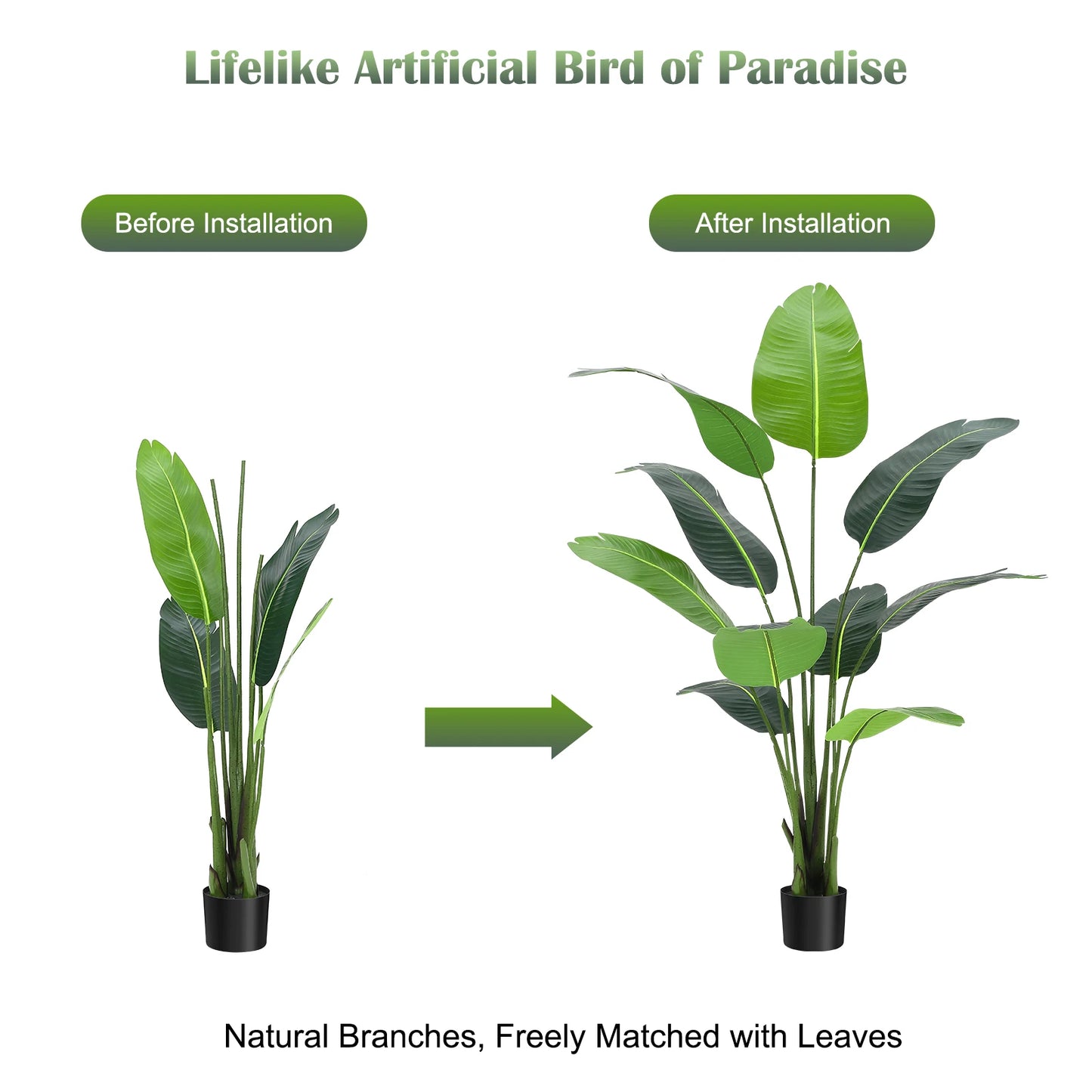 Bird of Paradise Plant for Indoor House