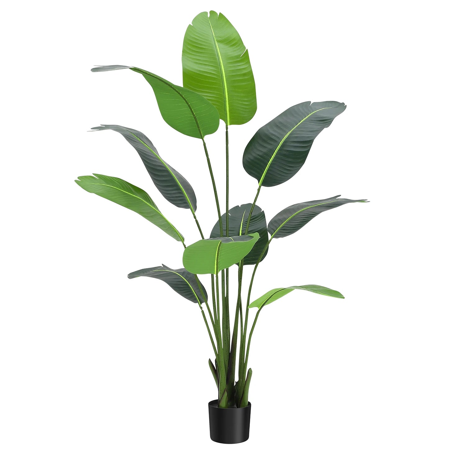 Bird of Paradise Plant for Indoor House