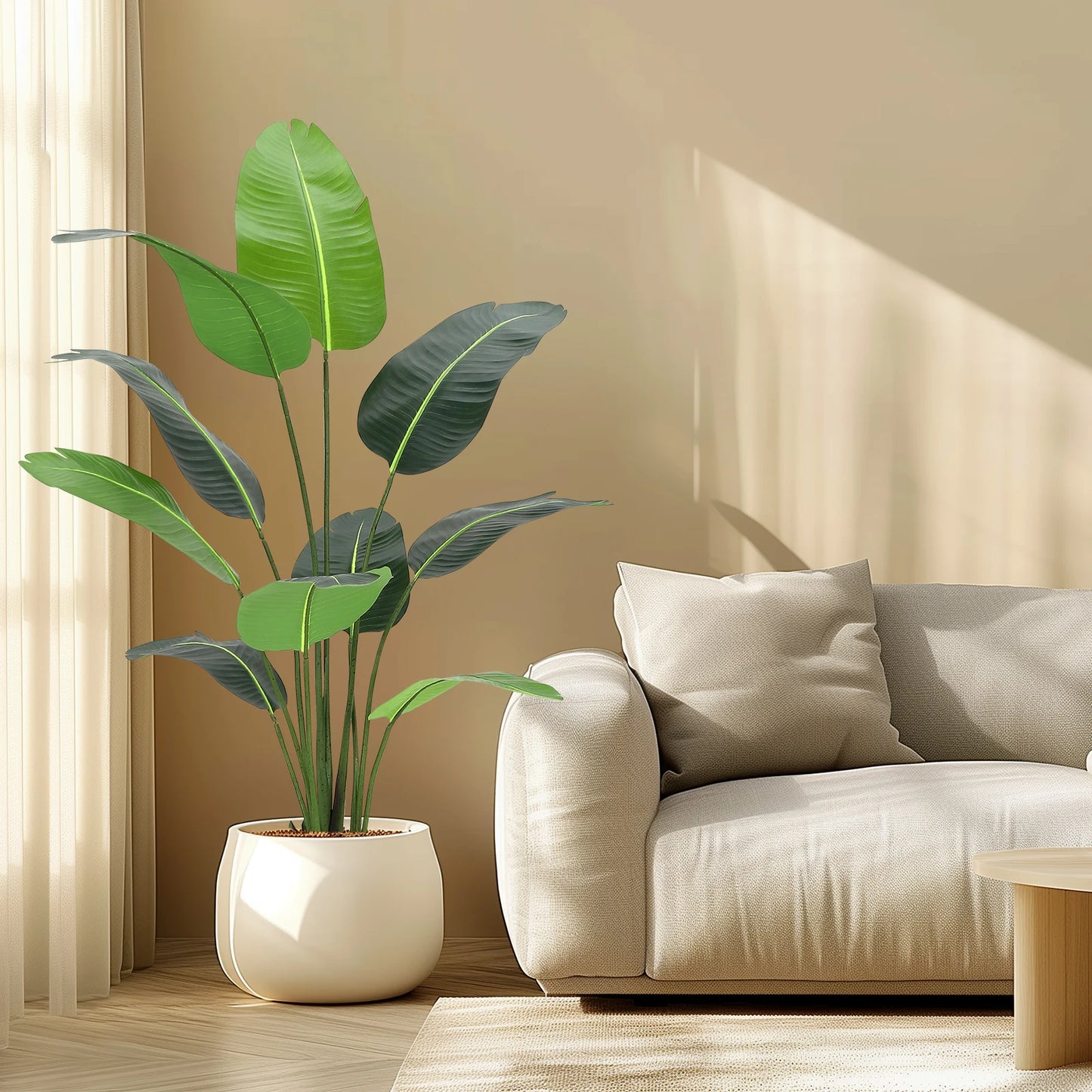 Bird of Paradise Plant for Indoor House