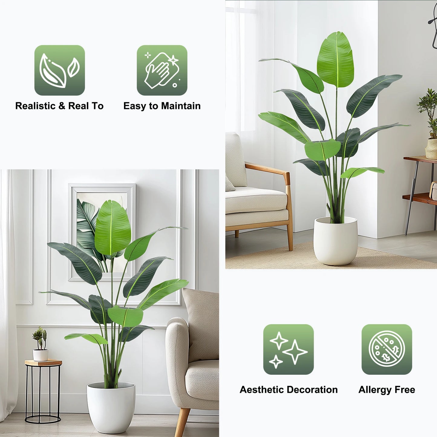 Bird of Paradise Plant for Indoor House